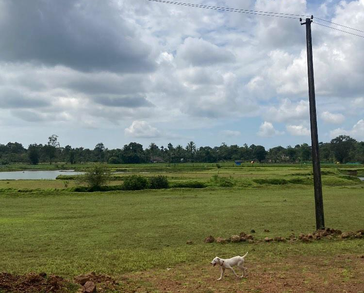 The image shows wide open grounds with a water body towards the farther end. Closer to the eye, there is a white pup jogging towards the left of the frame. On the right side of the frame is an electricity pole.